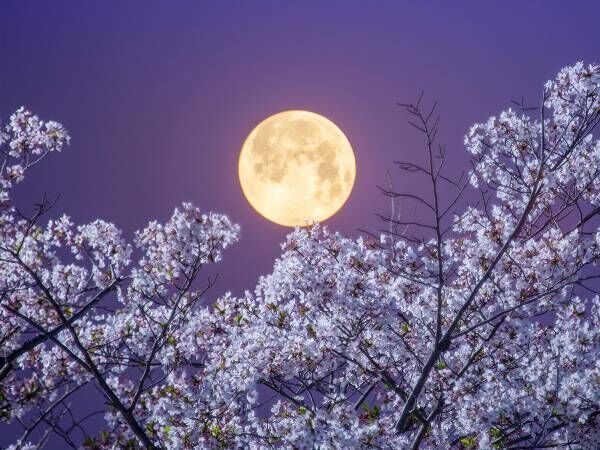 年に一度の『ピンクムーン』がいよいよ！　２０２２年も、願いが叶う特別な月を見よう