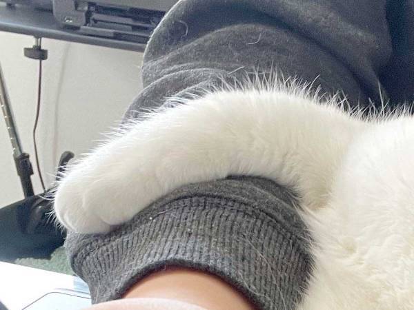 在宅勤務をしていると…　仕事に手が付かなくなった理由に「至福の瞬間」