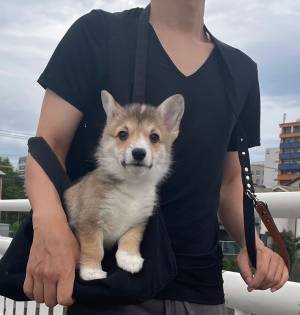 「絶妙！」　抱っこ散歩中の犬　飼い主のツイートに、クスッとする人が続出