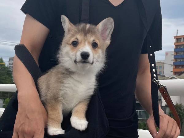 「絶妙！」　抱っこ散歩中の犬　飼い主のツイートに、クスッとする人が続出