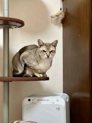 「圧がすごい」「目からビーム出そう」　甘えたいのに、険しい表情になっちゃう猫