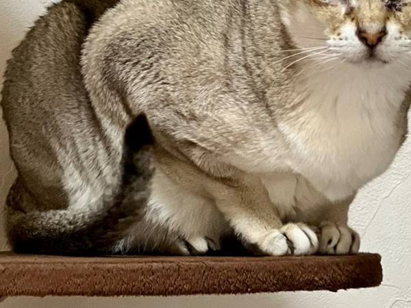 「圧がすごい」「目からビーム出そう」　甘えたいのに、険しい表情になっちゃう猫