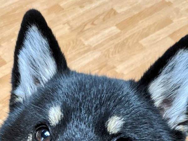 飼い主の仕事が終わったと気付いた犬の表情に「残業はやめよう…」