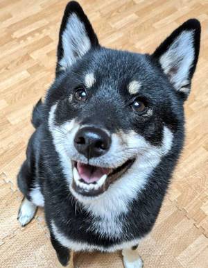 飼い主の仕事が終わったと気付いた犬の表情に「残業はやめよう…」