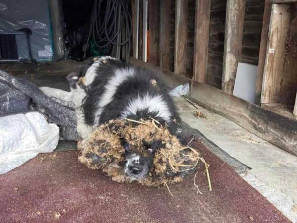こんなにかわいかったなんて！　伸びすぎた毛を刈ったら、別の犬のようになった