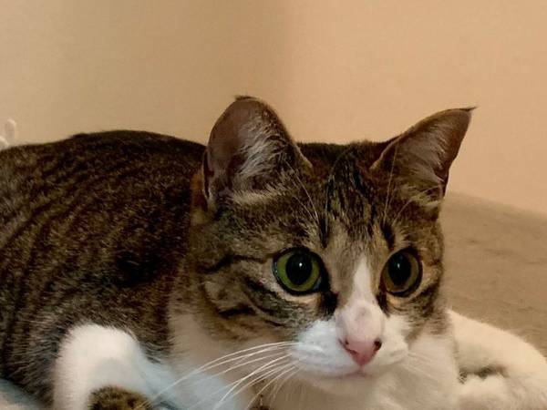 飼い主「香箱座りの亜種」　猫の写真に、共感の声相次ぐ　「仲間がいて安心した」