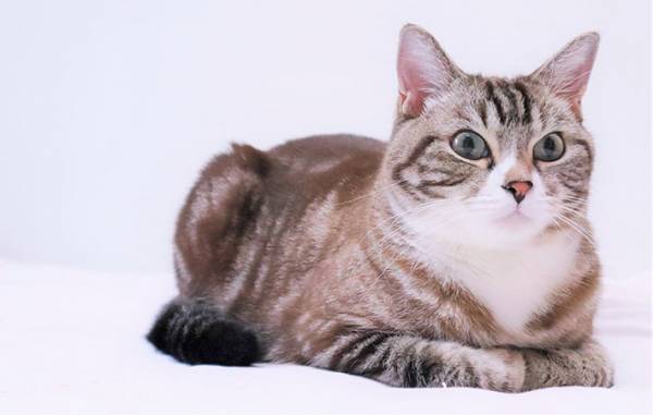 飼い主「香箱座りの亜種」　猫の写真に、共感の声相次ぐ　「仲間がいて安心した」