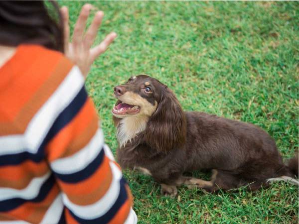 とにかく落ち着きのない犬　改名された理由に、２６万人が『いいね』！