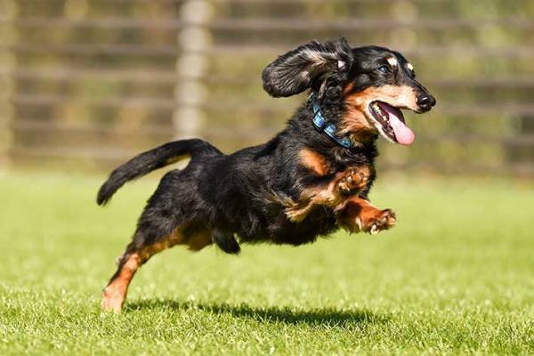 とにかく落ち着きのない犬　改名された理由に、２６万人が『いいね』！