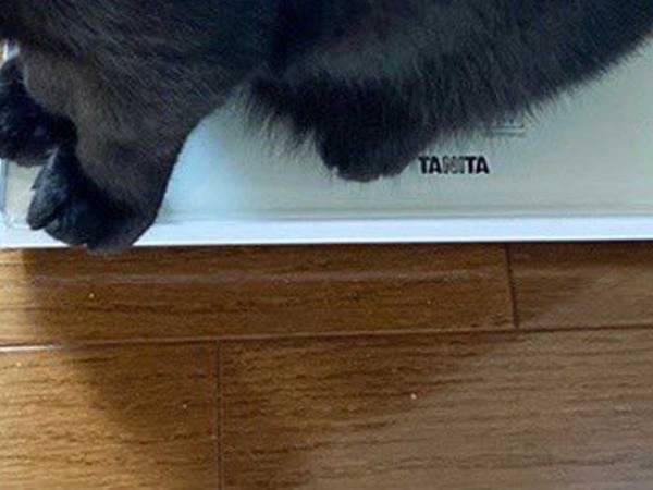 自分で測定できるなんて…！　体重計の上にいた正体が「お利口」「天才か」