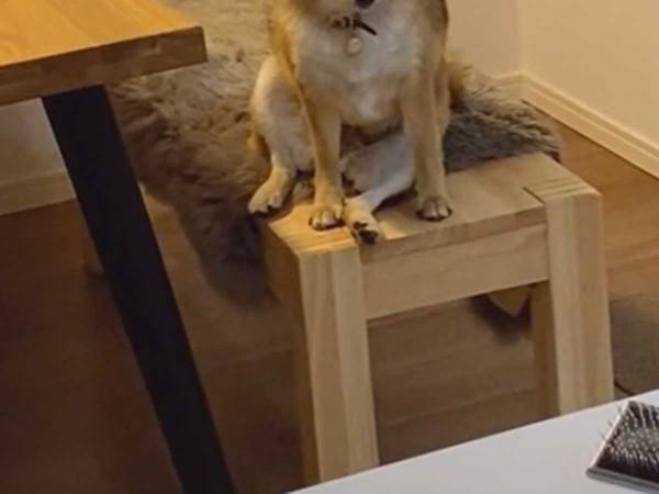 犬がイスの上でぐっすり　起きた時の姿に「授業中の自分だ」