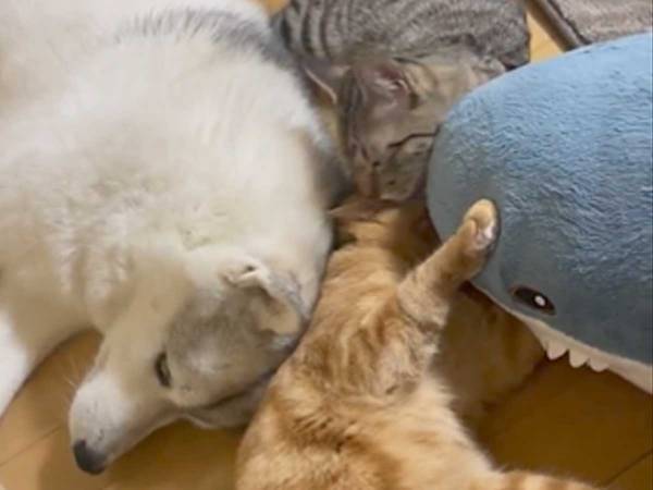 ちょ…そこ、密です！　ハスキー犬と猫２匹の姿が、癒しの極み
