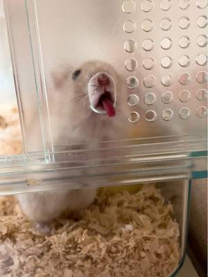 飼い主「ちょ…笑わせないで！」　ハムスターの行動に「めっちゃ笑った」「クセになる」