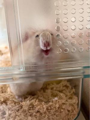 飼い主「ちょ…笑わせないで！」　ハムスターの行動に「めっちゃ笑った」「クセになる」