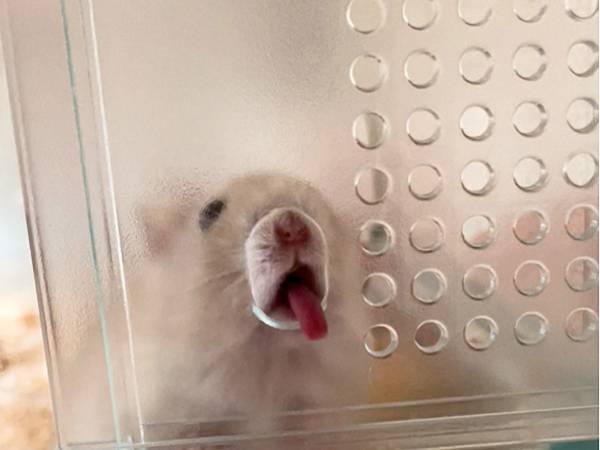 飼い主「ちょ…笑わせないで！」　ハムスターの行動に「めっちゃ笑った」「クセになる」