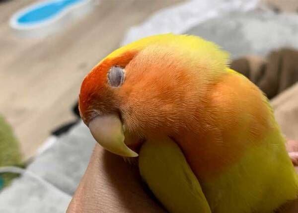 インコの寝相に「信用しきっているのが伝わる」「終電の光景みたい」