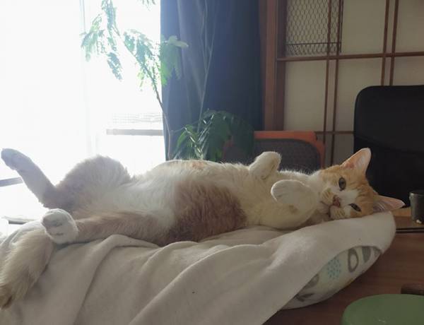 ボロボロだった元野良猫　現在の姿に「もっと広まって」の声が上がった理由は…