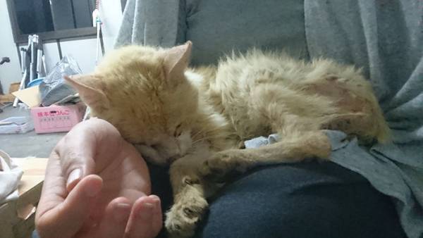 ボロボロだった元野良猫　現在の姿に「もっと広まって」の声が上がった理由は…