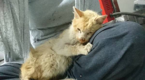 ボロボロだった元野良猫　現在の姿に「もっと広まって」の声が上がった理由は…