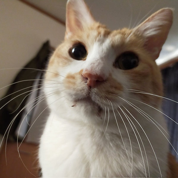 ボロボロだった元野良猫　現在の姿に「もっと広まって」の声が上がった理由は…