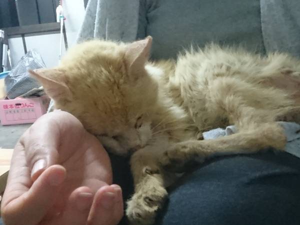 ボロボロだった元野良猫　現在の姿に「もっと広まって」の声が上がった理由は…