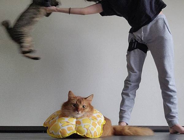 猫飼いが『筋トレゲーム』をした結果…！？　３枚の写真に「何回見ても笑う」「吹き出した」