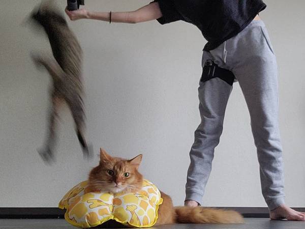 猫飼いが『筋トレゲーム』をした結果…！？　３枚の写真に「何回見ても笑う」「吹き出した」