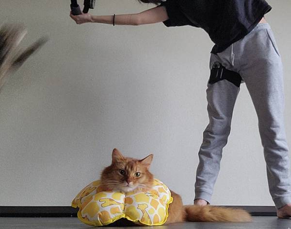 猫飼いが『筋トレゲーム』をした結果…！？　３枚の写真に「何回見ても笑う」「吹き出した」