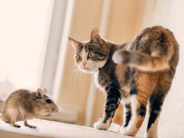 ネズミを捕まえようとした猫が？　「予想通りのオチ」「トムとジェリーみたい」