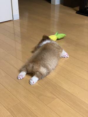 遊んでいたコーギーの子犬が、電池切れ！　飼い主が目撃した姿がコチラ