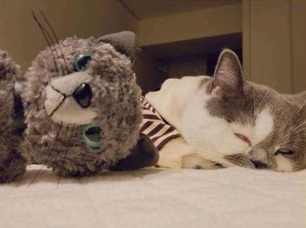 飼い主「付きっきりで看病してくれた」　目を覚ますと、愛猫が…？