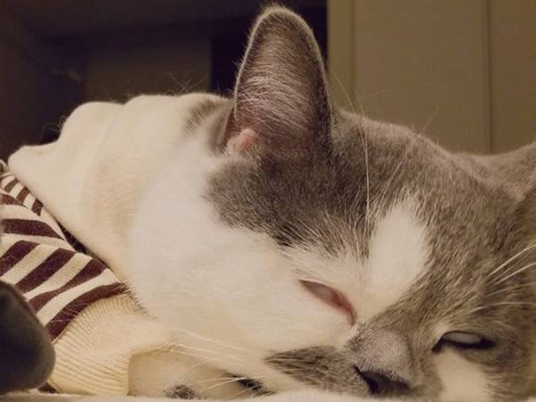 飼い主「付きっきりで看病してくれた」　目を覚ますと、愛猫が…？