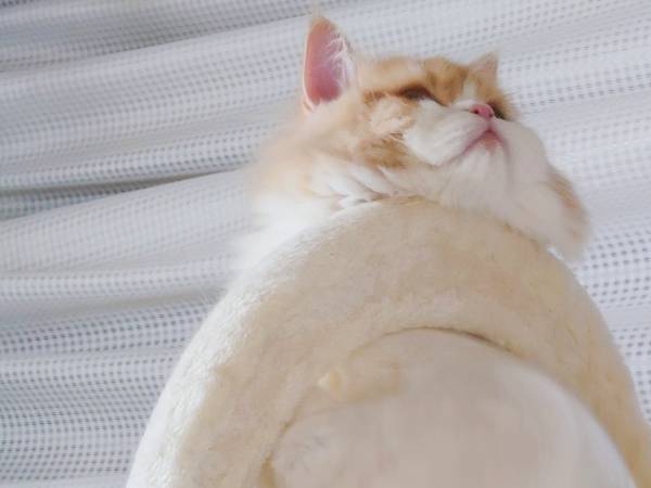 「脳がバグる」「トトロっぽい」　２本足でスタスタ歩きそうな猫の真相は？