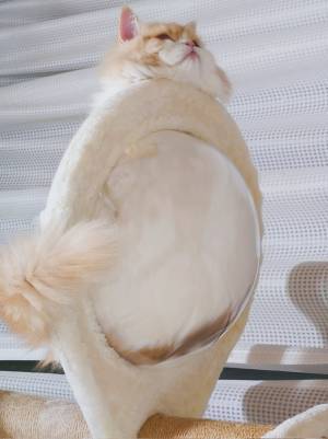 「脳がバグる」「トトロっぽい」　２本足でスタスタ歩きそうな猫の真相は？