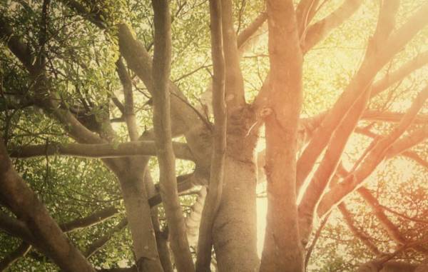 『美』を生み出しているのは、私たちの心　美しいものに出会っていく一つの秘訣とは