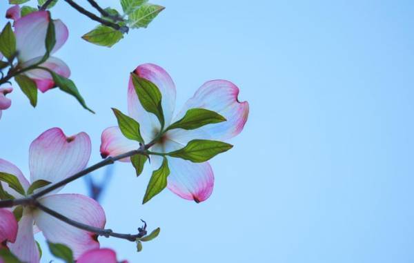 『美』を生み出しているのは、私たちの心　美しいものに出会っていく一つの秘訣とは