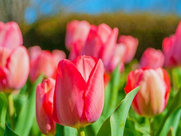 花の春到来　色とりどりのチューリップの歴史　日本にやって来たのは？