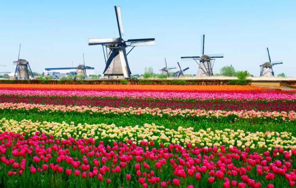 花の春到来　色とりどりのチューリップの歴史　日本にやって来たのは？