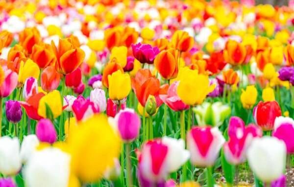 花の春到来　色とりどりのチューリップの歴史　日本にやって来たのは？