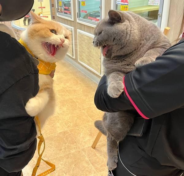 「なんだてめー！」「やんのかこらー！」　再会した親子、２匹の反応に笑う！