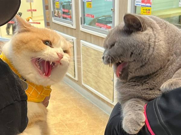 「なんだてめー！」「やんのかこらー！」　再会した親子、２匹の反応に笑う！