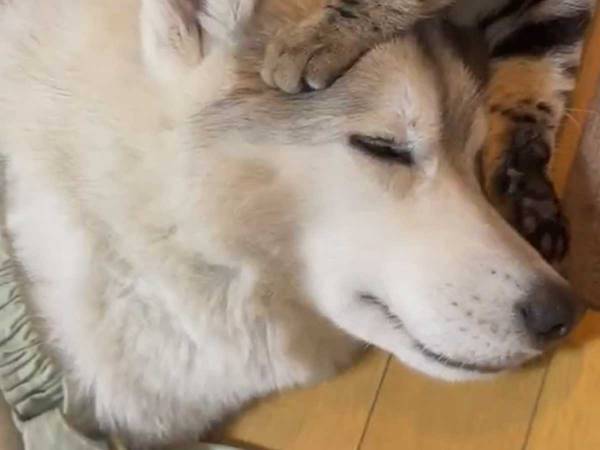 なんて優しい配慮…！　犬に毛づくろいをする猫が気遣った行動にキュン