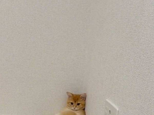部屋の隅にいた猫　姿勢に「中に人間が入ってる？」