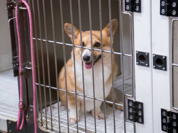 避難民ペットの特例に「慎重になるべき」「気持ちは分かるけど」　ネットで議論に