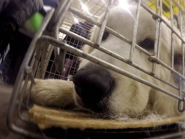 避難民ペットの特例に「慎重になるべき」「気持ちは分かるけど」　ネットで議論に