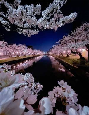 スマホで撮影した夜桜に「一眼レフと差がない…！」