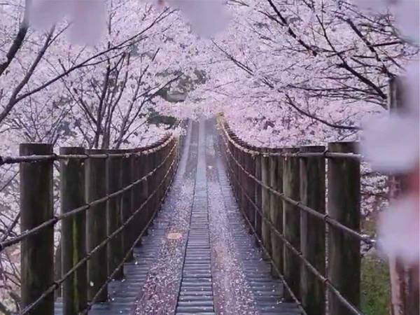 「こんな場所あったんだ…」　風情漂う春の風物詩に、胸を打たれる人続出