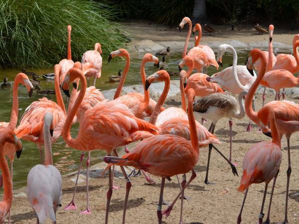フラミンゴの群れに紛れているのは？　「スパイがいるぞ」「面白すぎる」