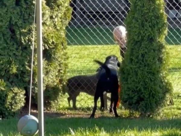 隣人に向かって激しく吠え始めた犬　その意外な理由とは？　「最高のお隣さん」