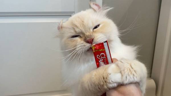 「なんでお風呂に入れるのぉォォ！！」　必死な表情で訴える猫　その後の写真に、吹き出す